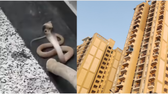 Golden Palm noida cobra in lift